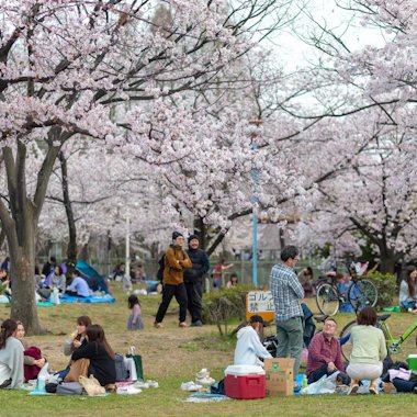 🌸 게마 사쿠라노미야 공원 이미지 8